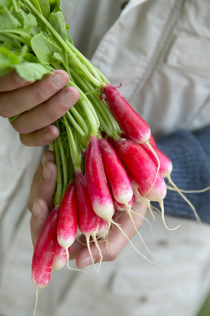 common radish
