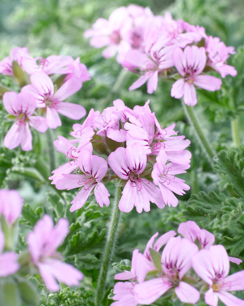 rose-scented geranium