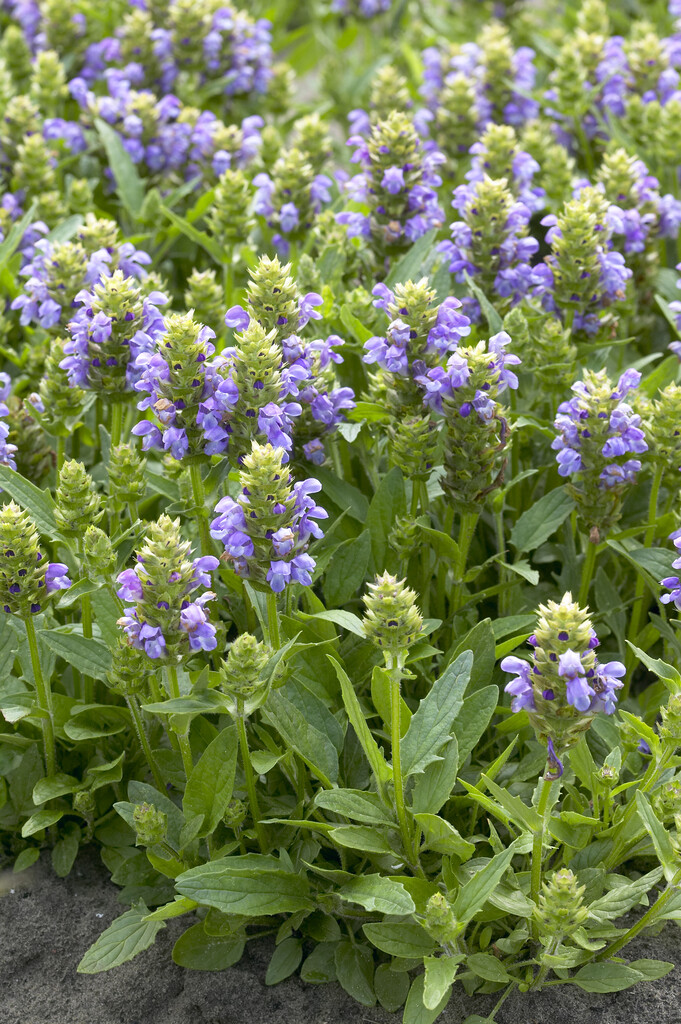 large selfheal 'Loveliness'