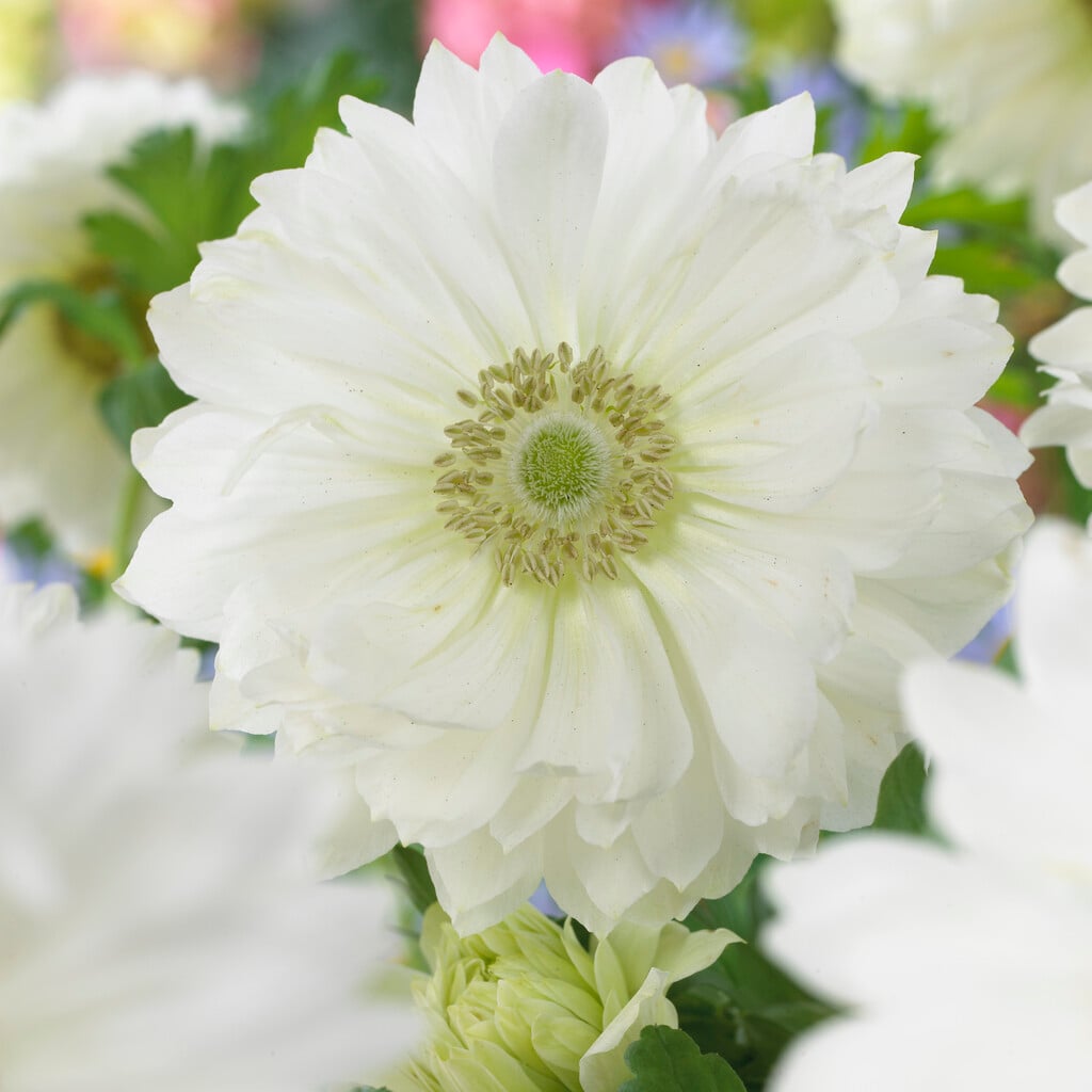 garden anemone 'Mount Everest'