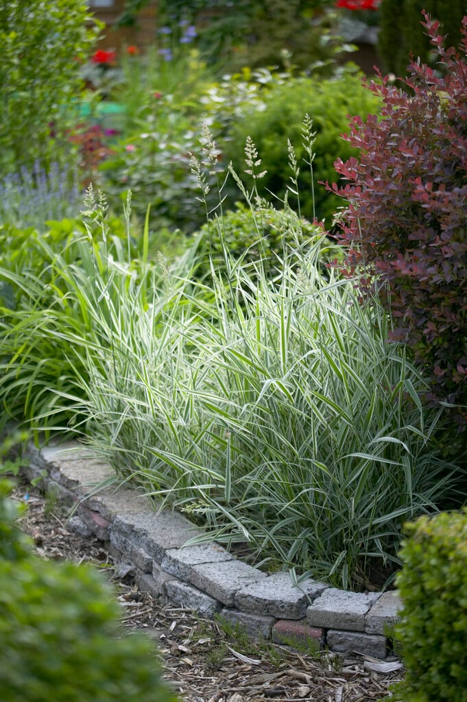 reed canary grass