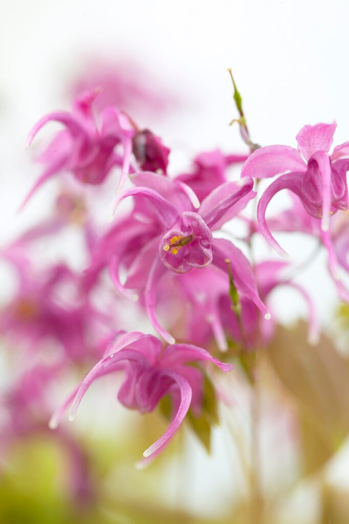 barrenwort 'Rose Queen'