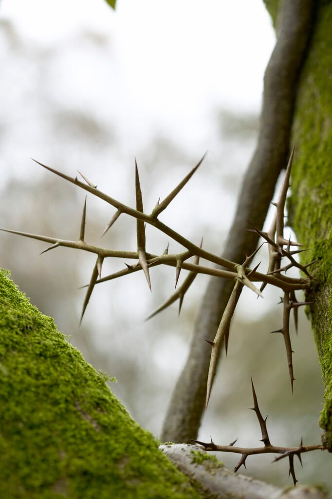 <i>Gleditsia</i> <i>macracantha</i>