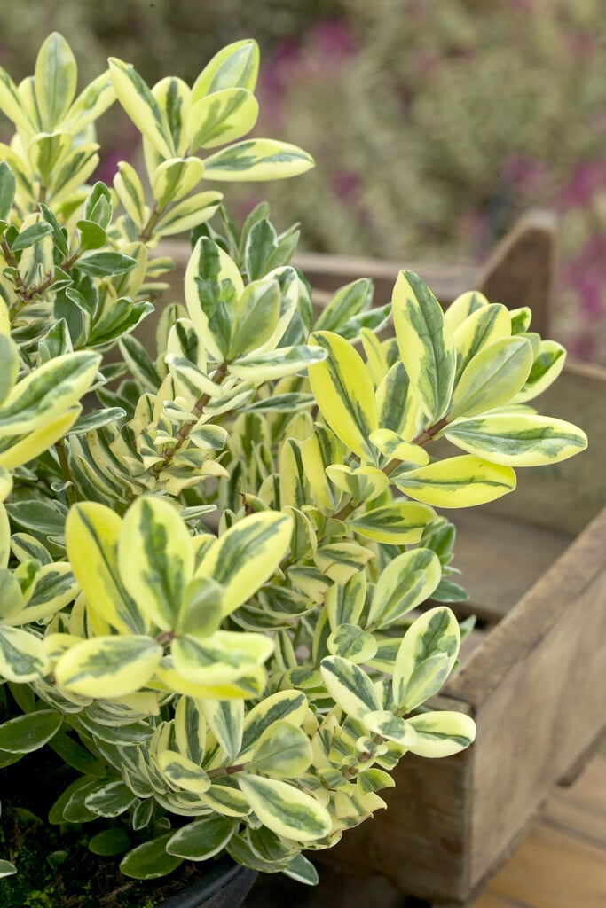 hebe 'Silver Queen'