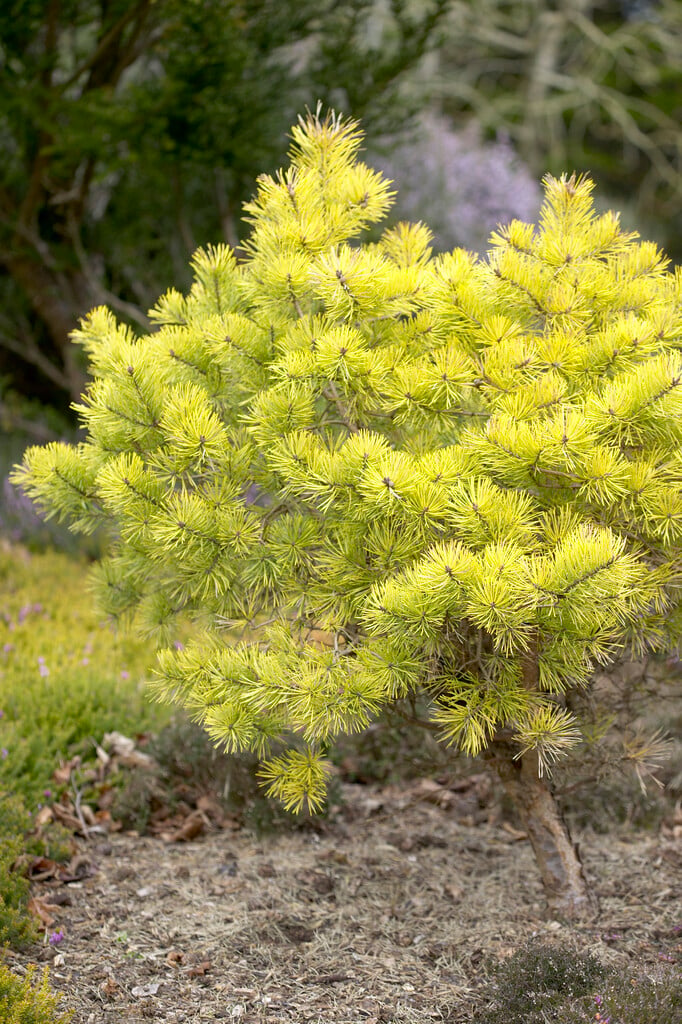 Scots pine 'Gold Medal'