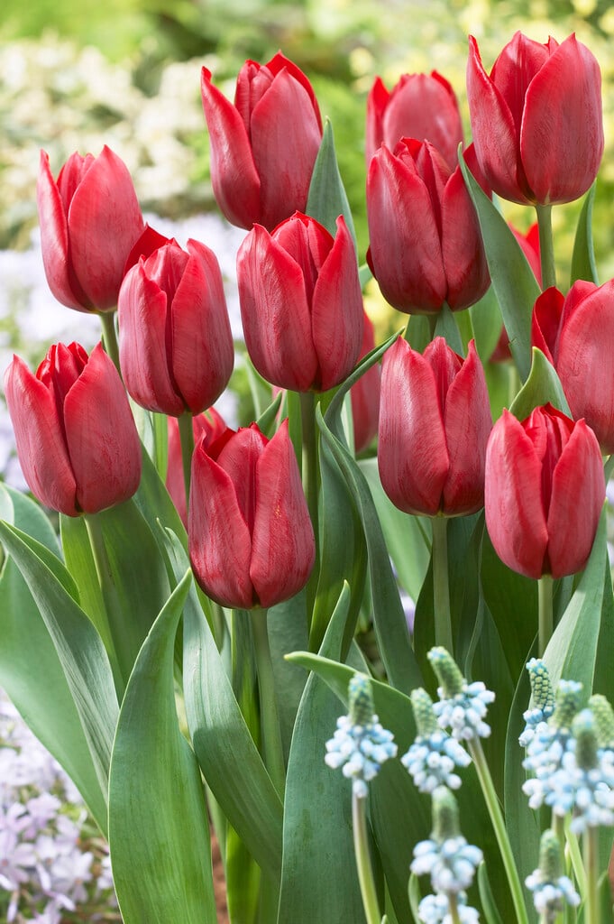 tulip 'Pallada'