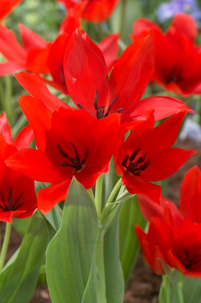 tulip 'Zwanenburg Variety'