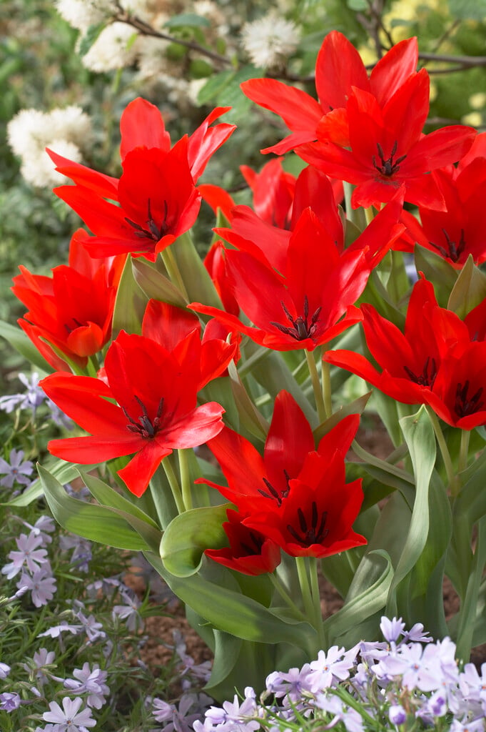 tulip 'Zwanenburg Variety'