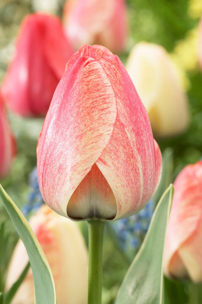 tulip 'Silverstream'