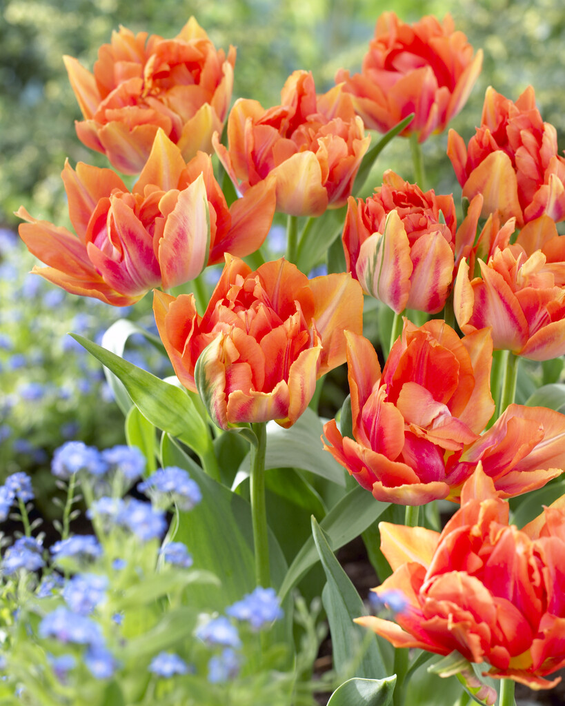 Tulipa William of Orange Bulbs/RHS Gardening