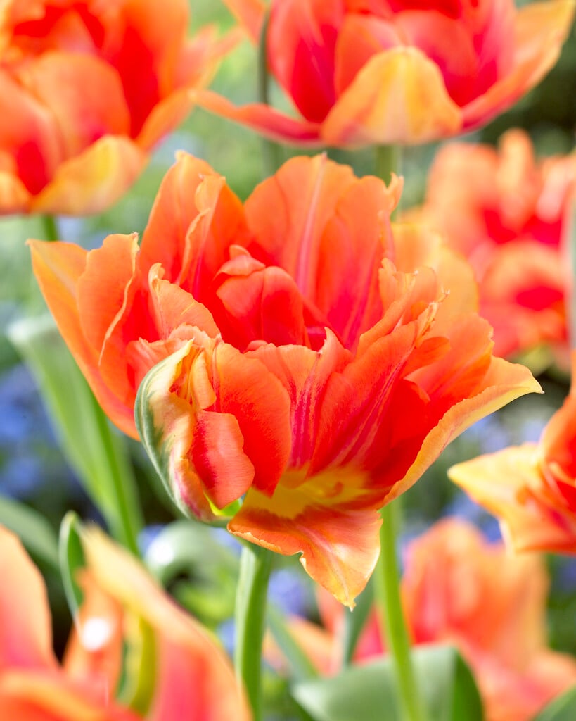 tulip 'Willem van Oranje'