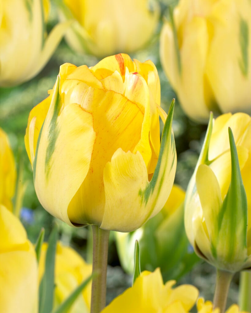 tulip 'Akebono'