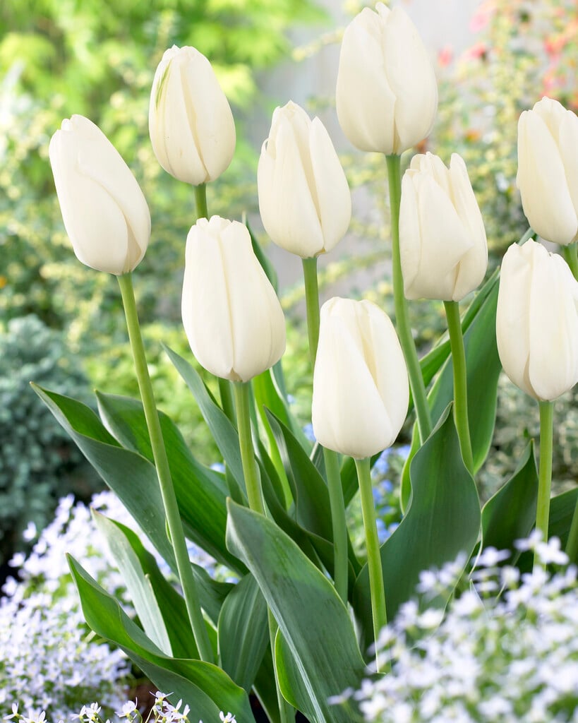 tulip 'Hakuun'