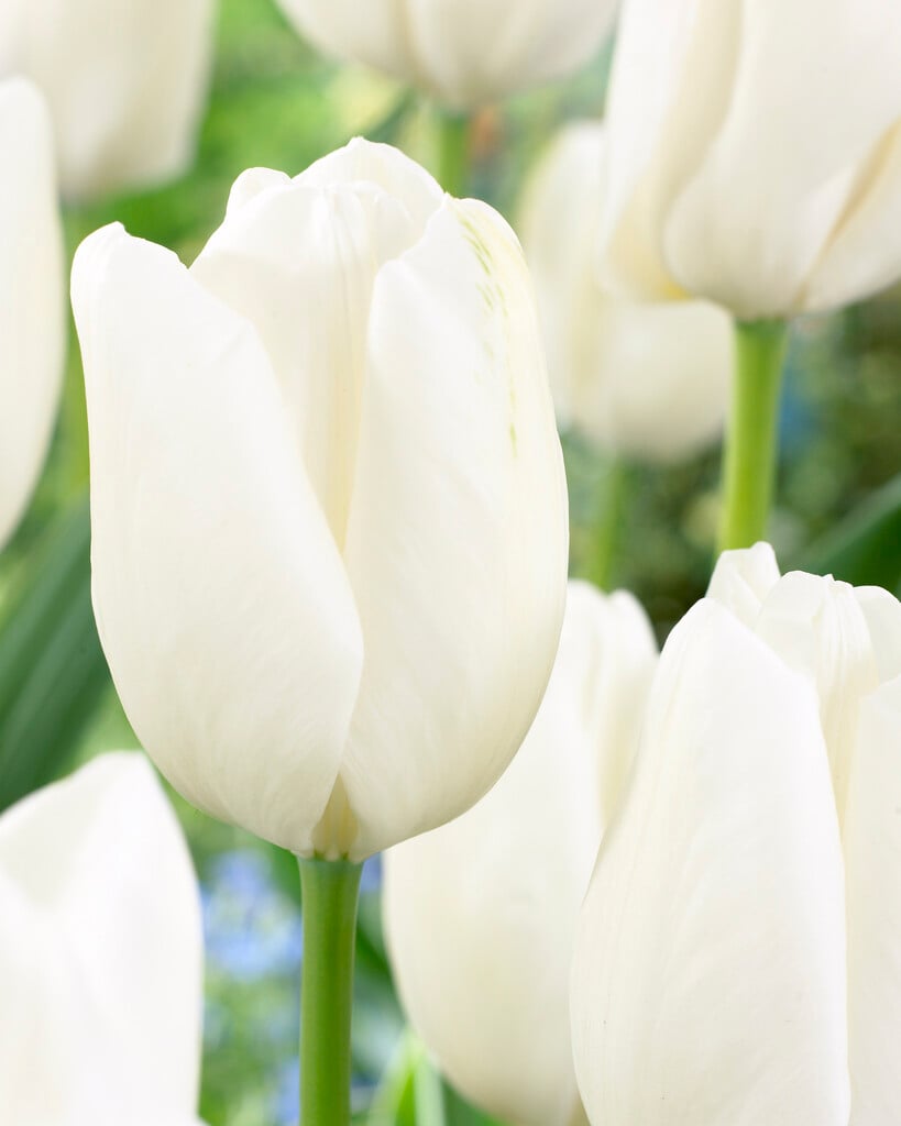 tulip 'Hakuun'