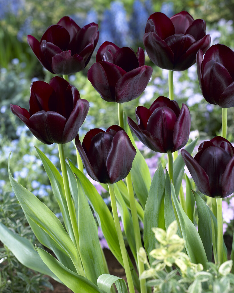 tulip 'Café Noir'