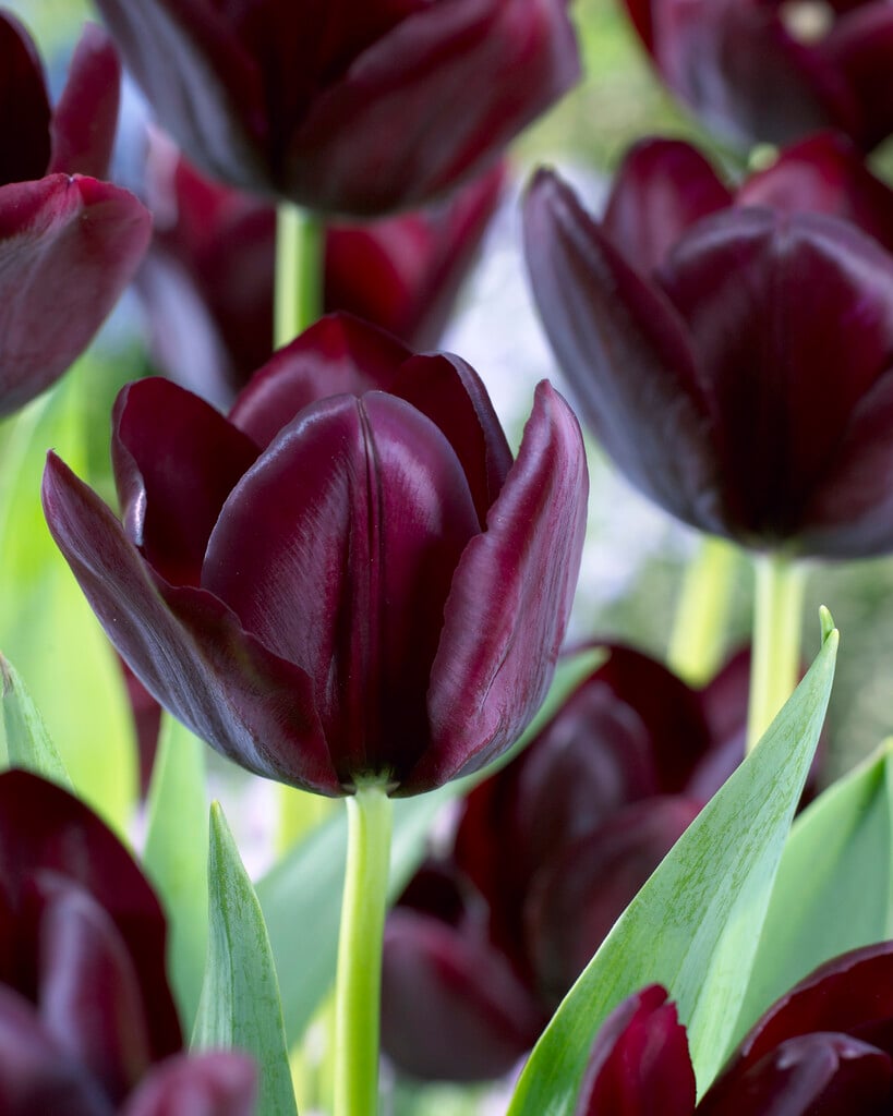 tulip 'Café Noir'