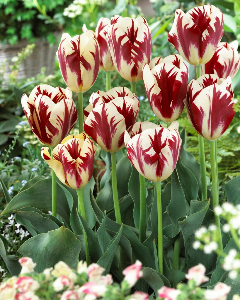tulip 'Grand Perfection'