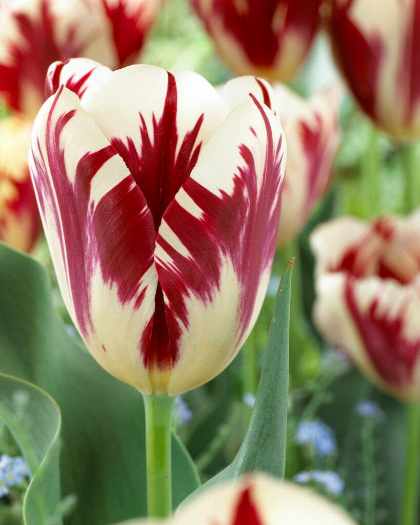 tulip 'Grand Perfection'
