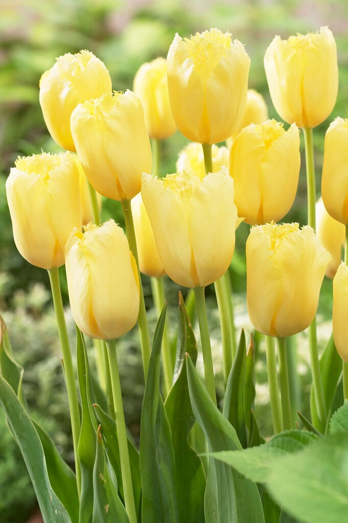tulip 'Maja'