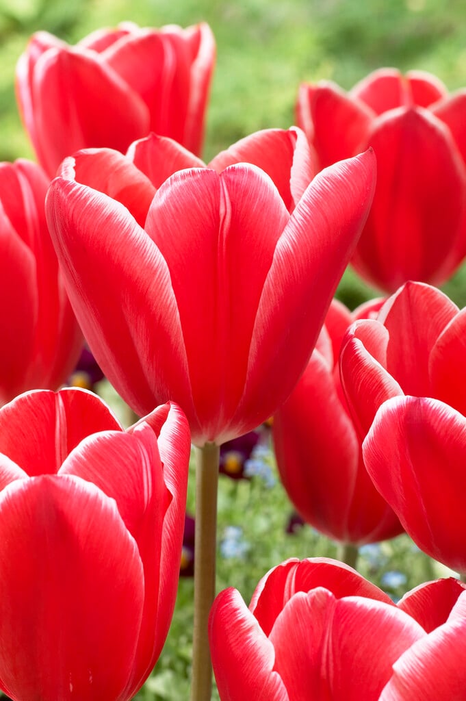 tulip 'Princess Victoria'