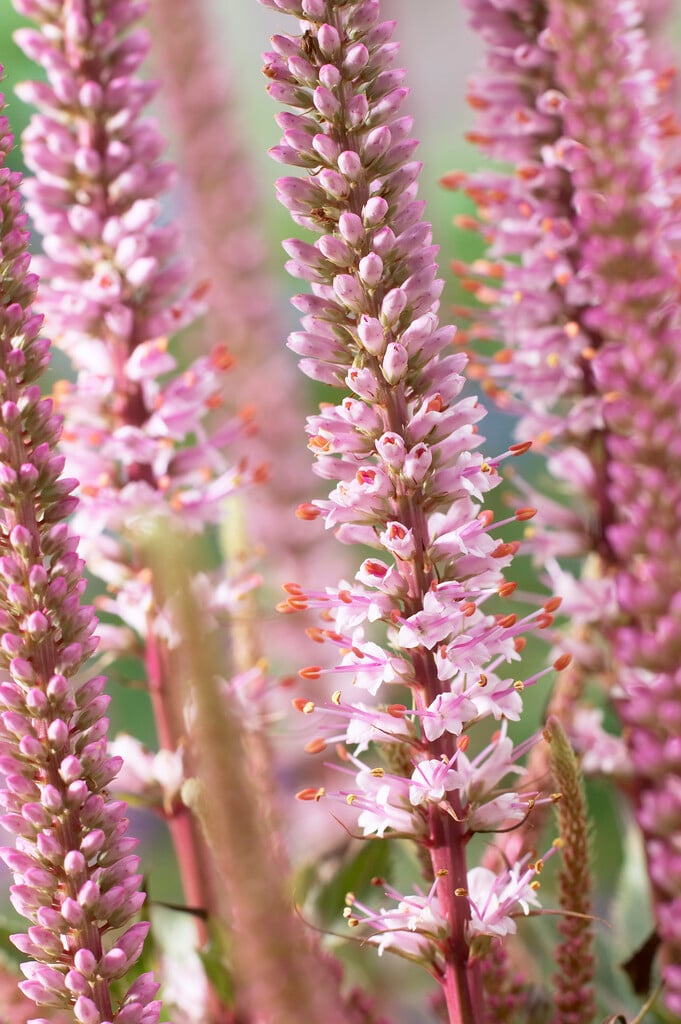 Culver's root 'Erica'
