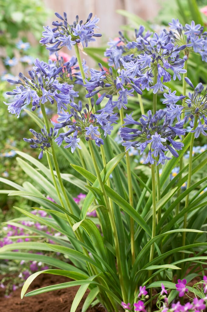 Agapanthus &Pinocchio& | African lily &Pinocchio& Herbaceous Perennial ...