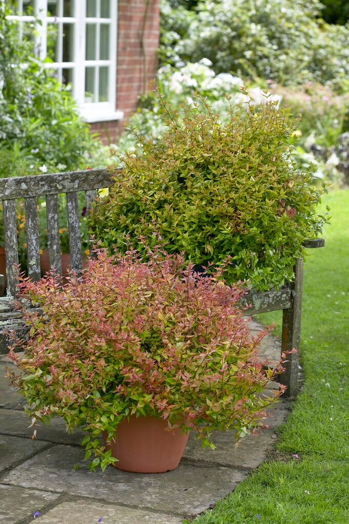 abelia 'Kaleidoscope'