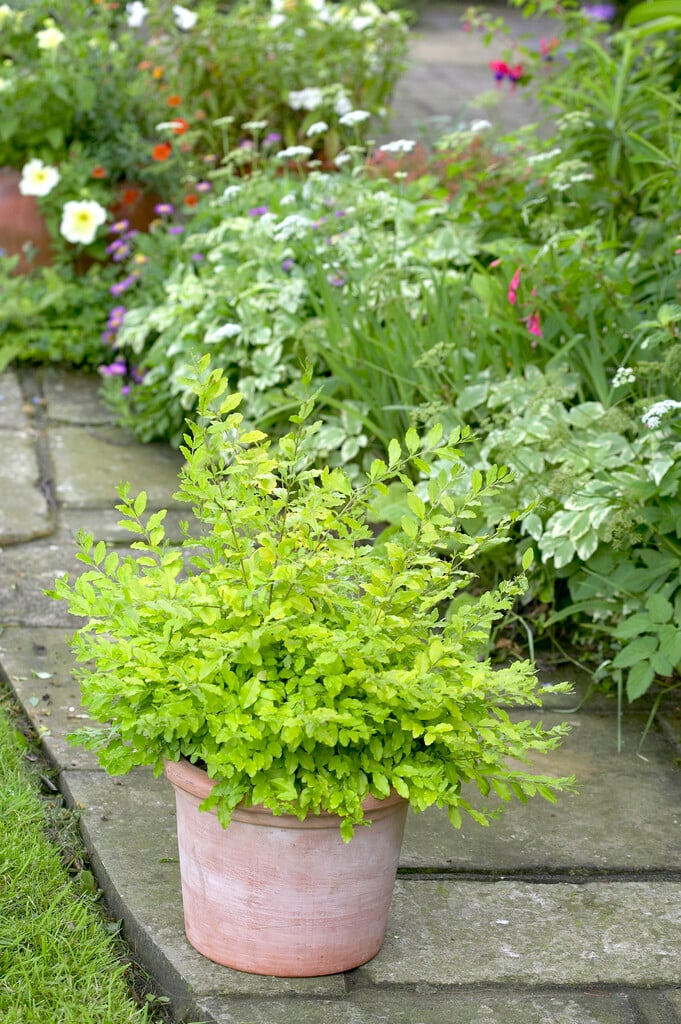 <em>Ligustrum</em> <em>ovalifolium</em> 'Lemon and Lime' (v)