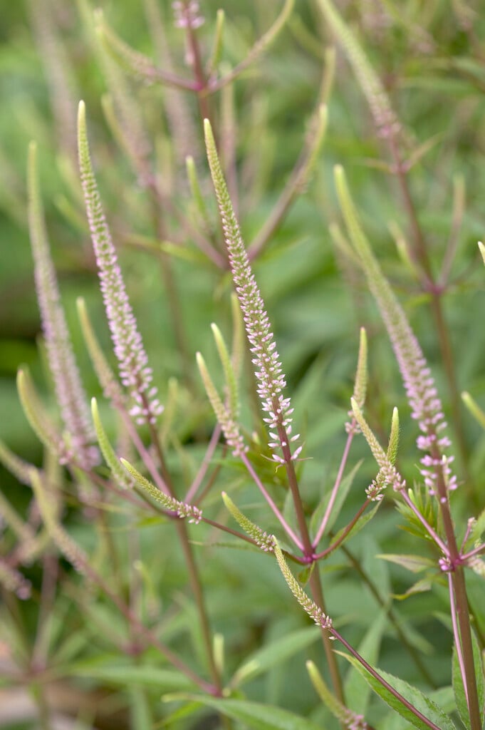 Culver's root 'Erica'