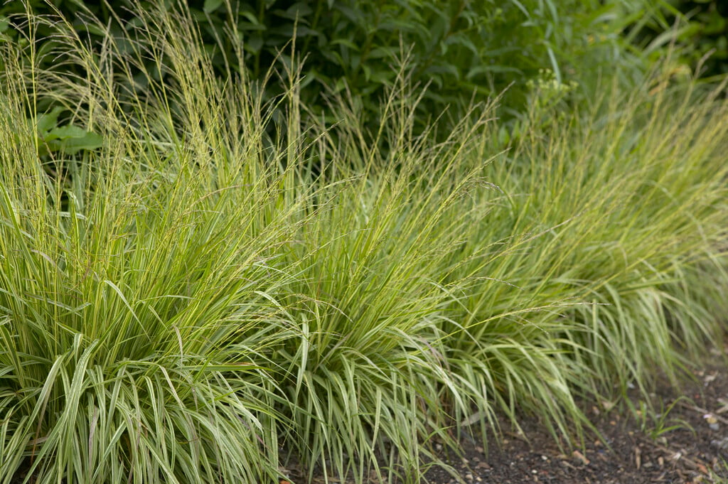 purple moor-grass