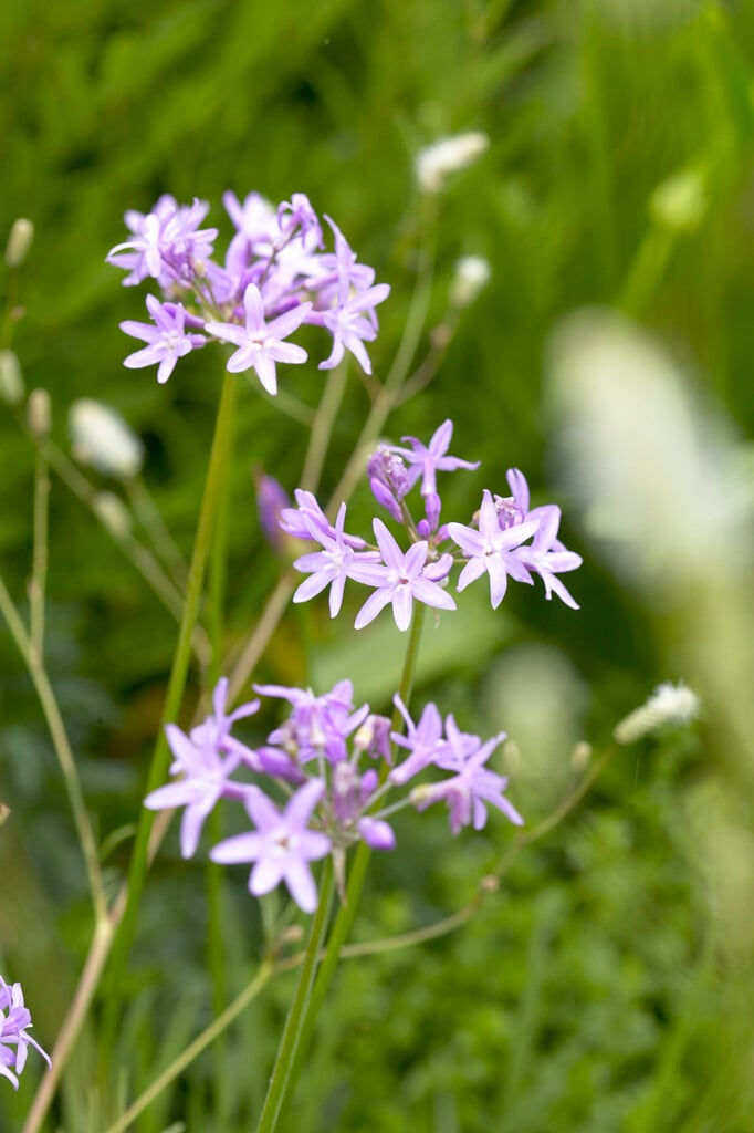 society garlic 'Fine Form'