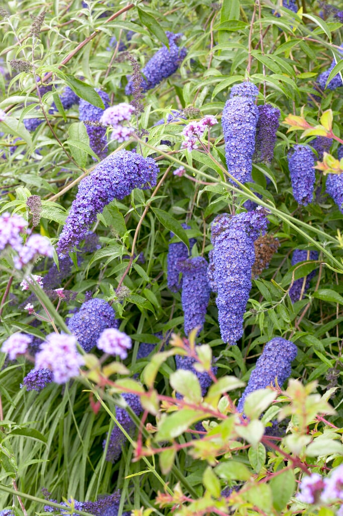 butterfly bush [Nanho Blue]