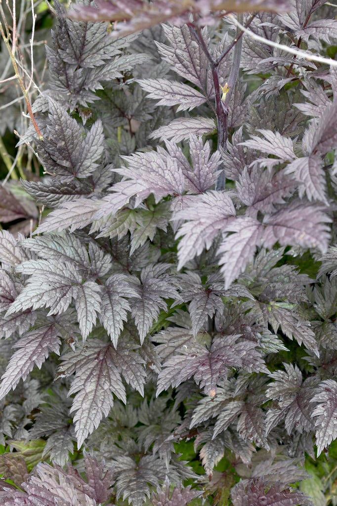 baneberry 'Pink Spike'