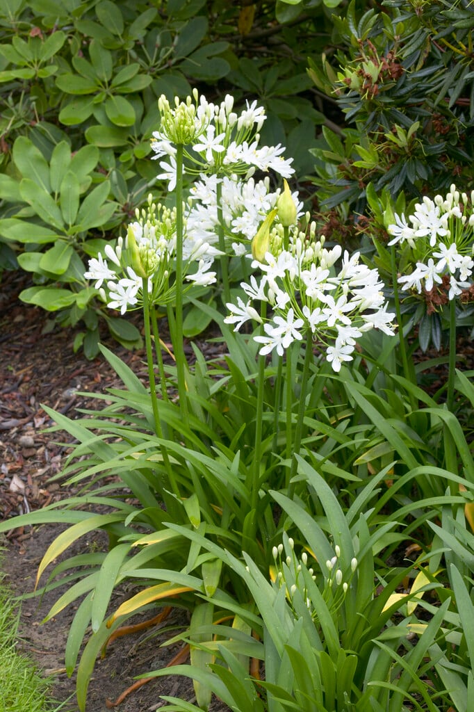 African lily 'White Ice'