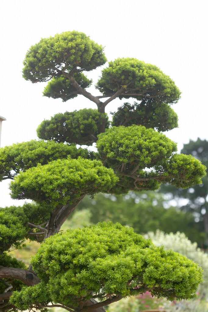 Japanese yew