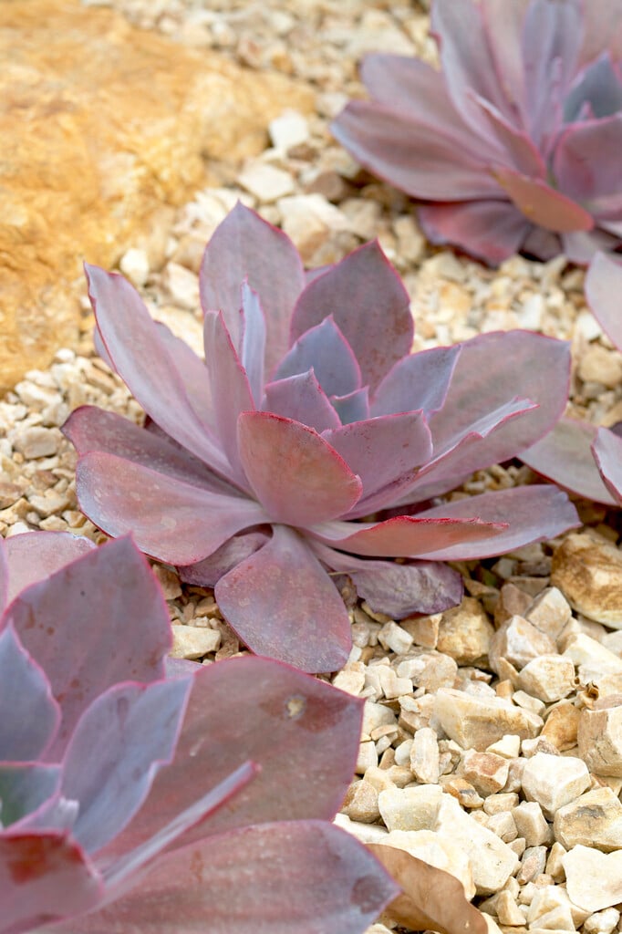 <em>Echeveria</em> 'Afterglow'