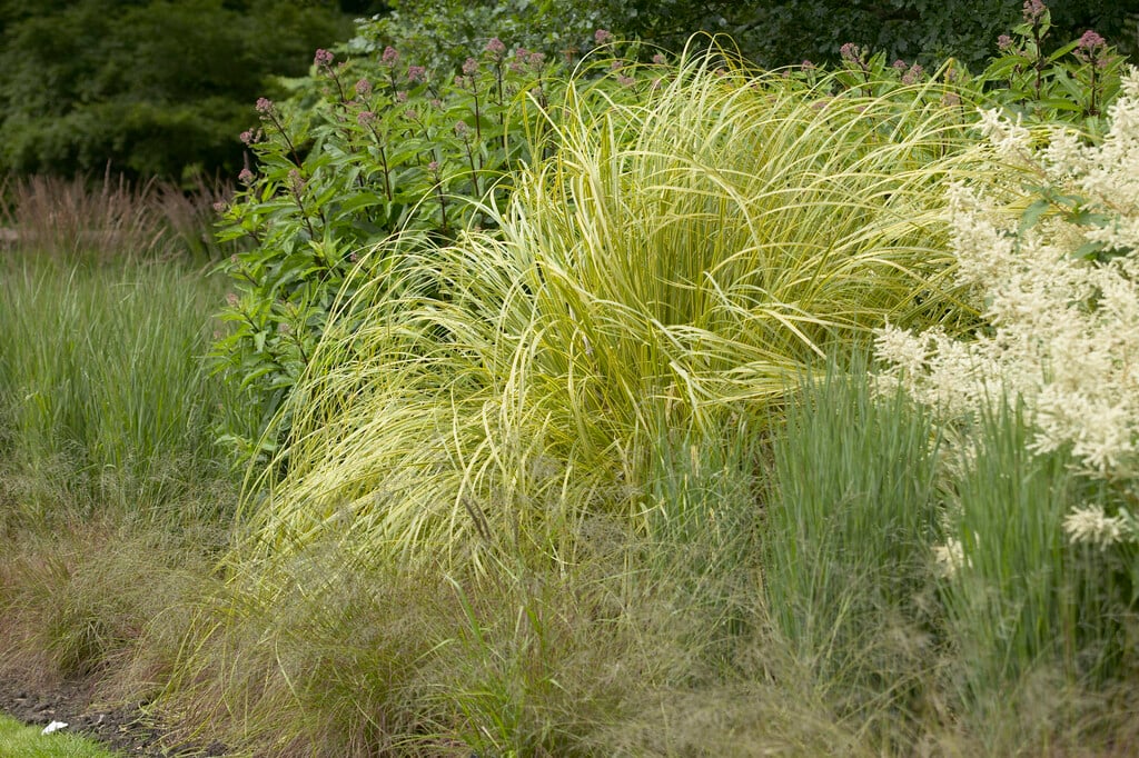 switch grass 'Heavy Metal'