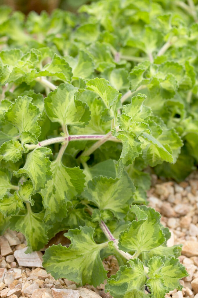 Cuban oregano 'Well Sweep Wedgewood'