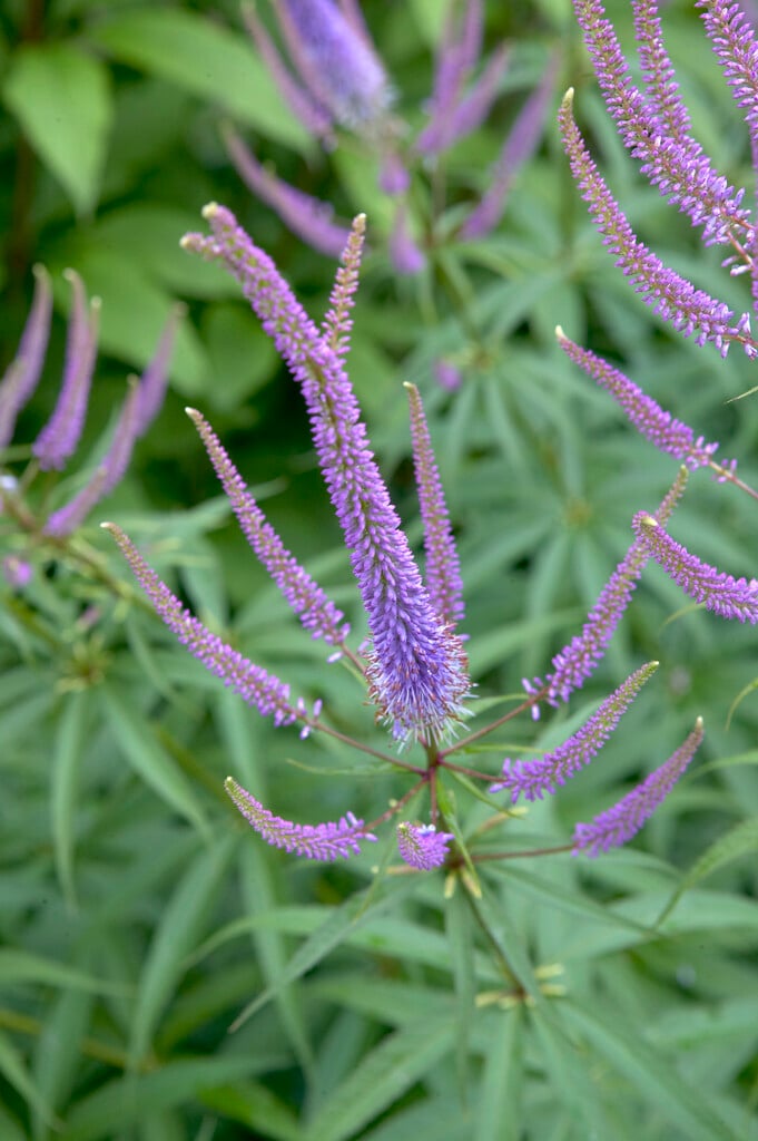 Culver's root 'Fascination'