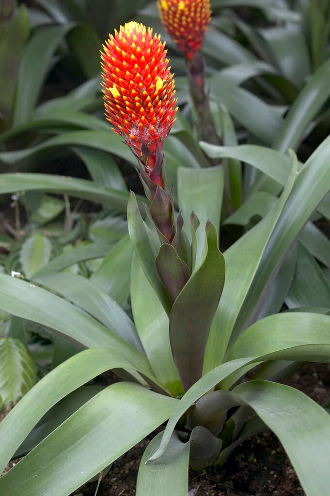cone-bearing guzmania