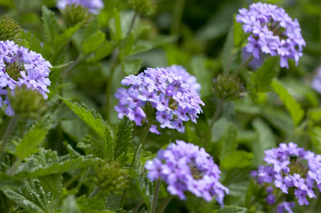 mock vervain 'La France'