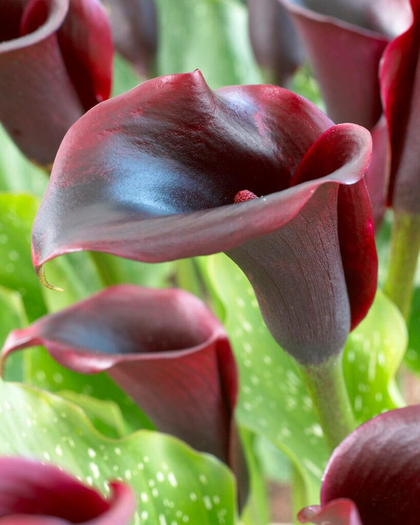 arum lily 'Schwarzwalder'