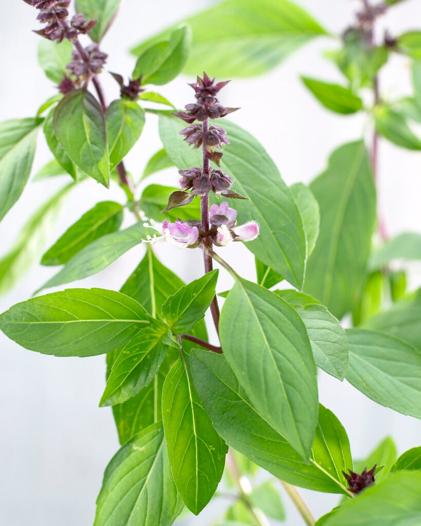 <i>Ocimum</i> <i>basilicum</i> 'Horapha'