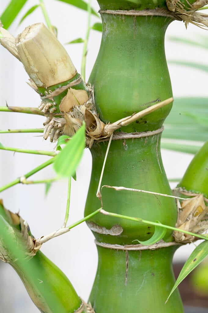 Buddha's belly bamboo