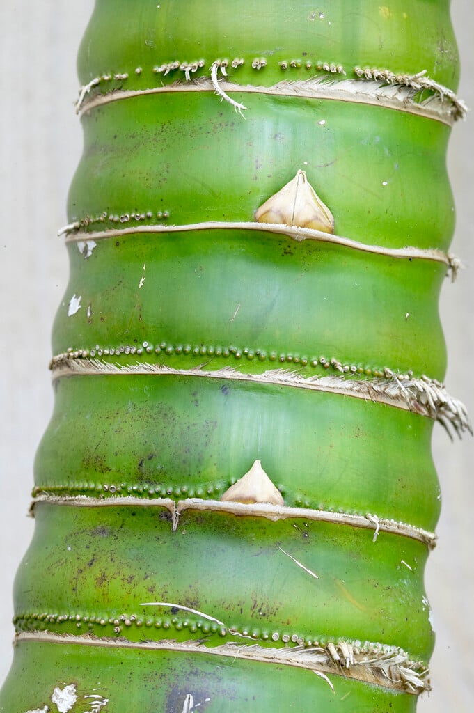 Buddha's belly bamboo