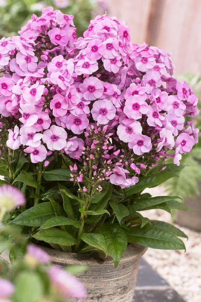 perennial phlox 'Fondant Fancy'