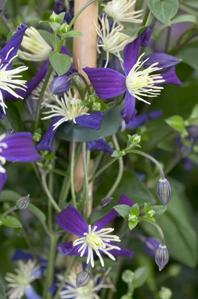 scented clematis