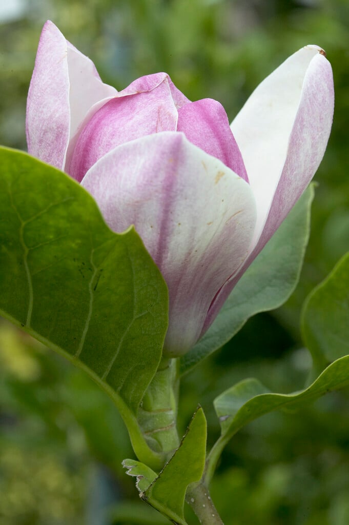 saucer magnolia 'Satisfaction'