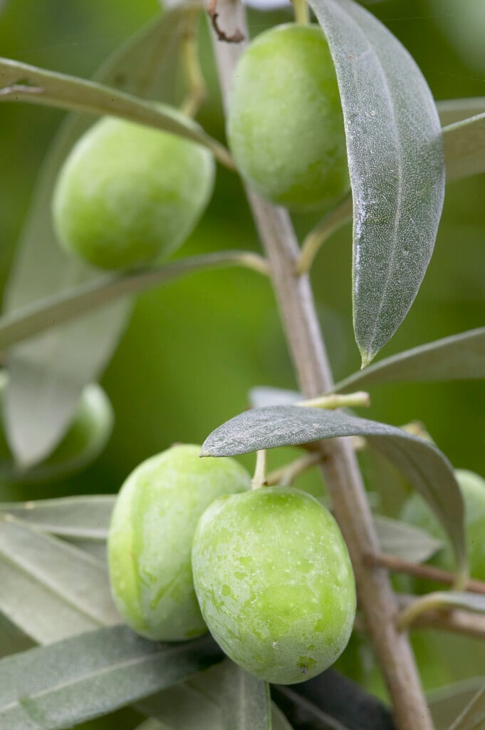 <i>Olea</i> <i>europaea</i> 'Cipressino' (F)