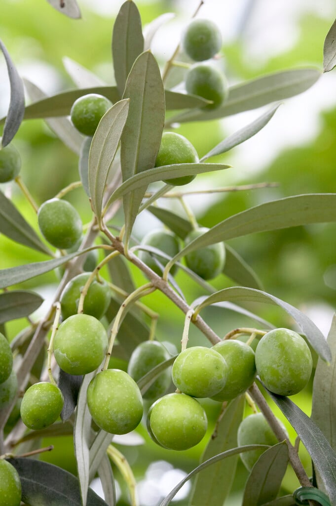 <i>Olea</i> <i>europaea</i> 'Cipressino' (F)